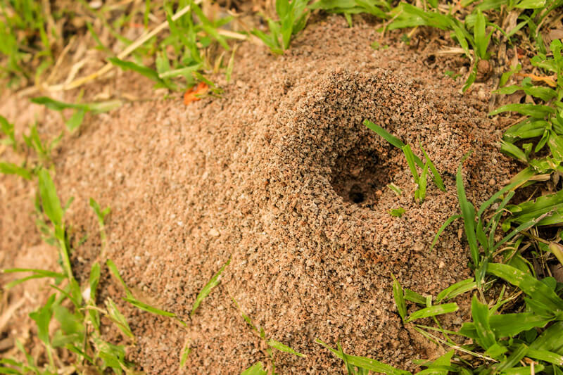 Ant Hill NIX Pest Solutions Traverse City