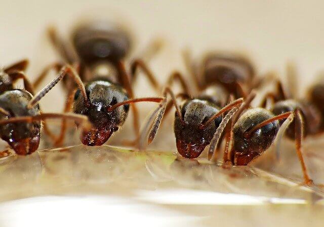 Ant Killer NIX Pest Solutions Traverse City