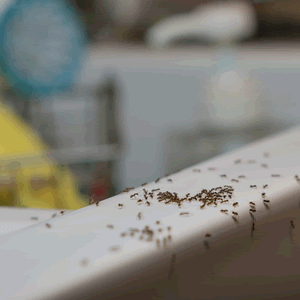Ants on sink Traverse City Michigan NIX Pest Control