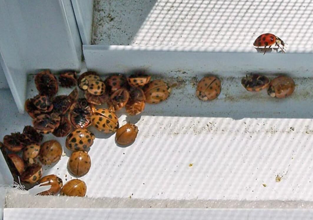 Asian Beetles in a Window