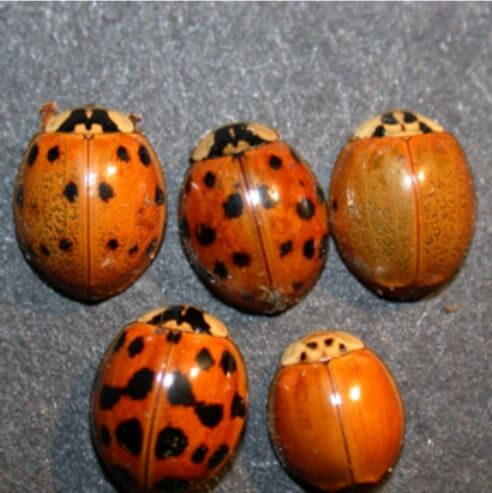 Asian Lady Beetles Northern Michigan NIX Pest Solutions