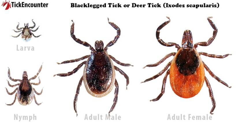 Black Legged Tick Deer Tick
