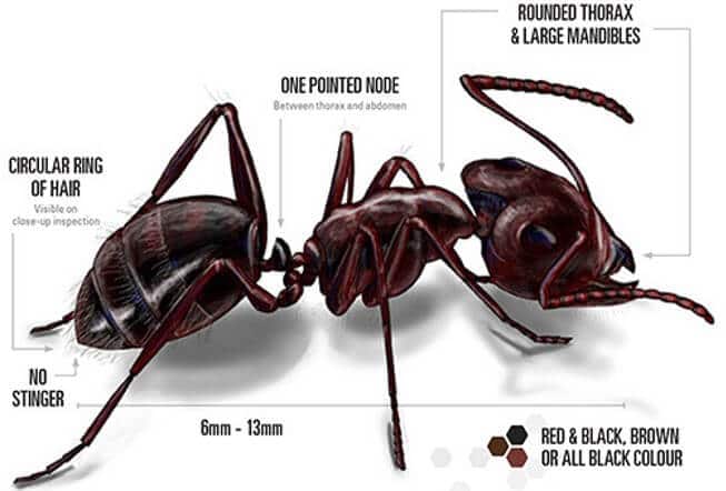 Carpenter Ant Diagram