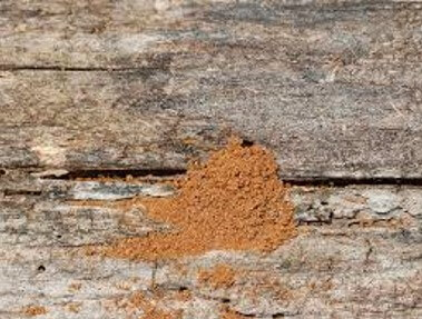 Carpenter Ant Saw Dust