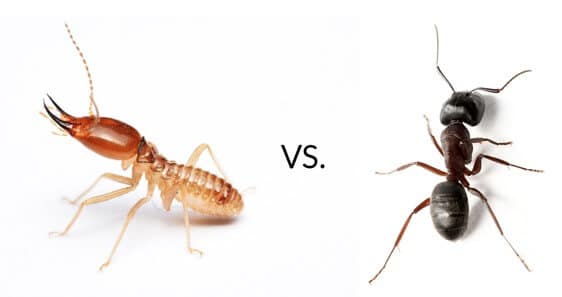 Carpenter ants vs termites