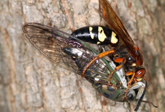 Cicada Killer Wasp Michigan