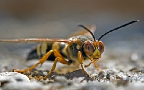 Cicada Killer Wasp Traverse City Michigan
