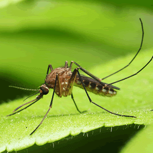 Mosquitoes in Northern Michigan NIX Pest Solutions