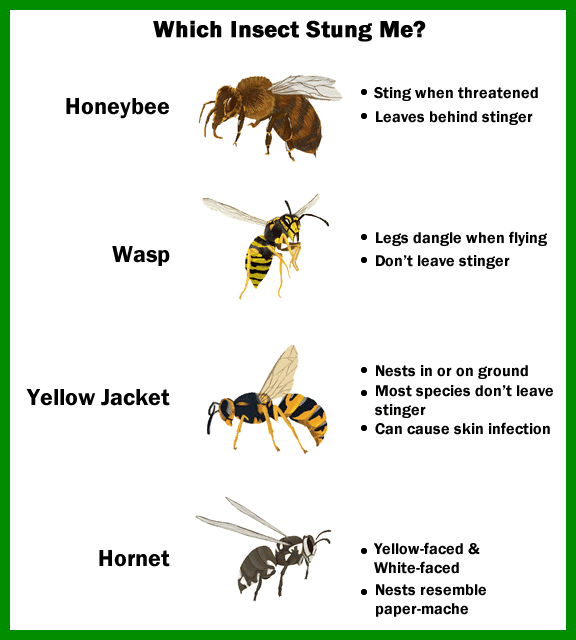NIX Pest Solutions Bee Wasp Hornet