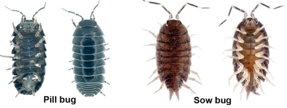 Pill Bugs and Sow Bugs NIX Pest Control