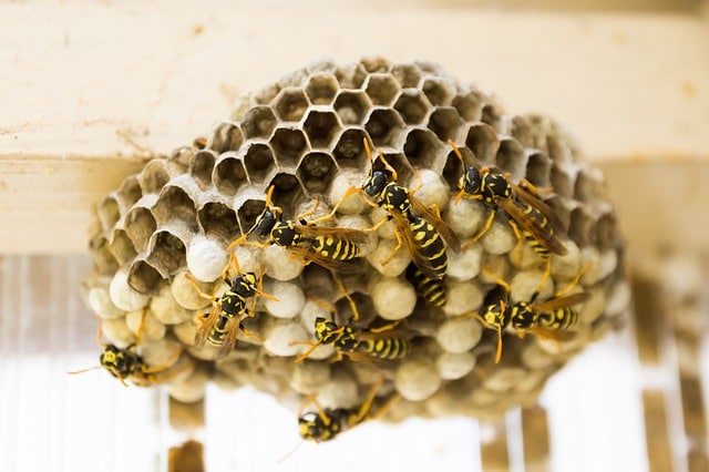 Wasp Extermination NIX Pest Control Traverse City Michigan