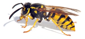 Wasp Extermination NIX Pest Control