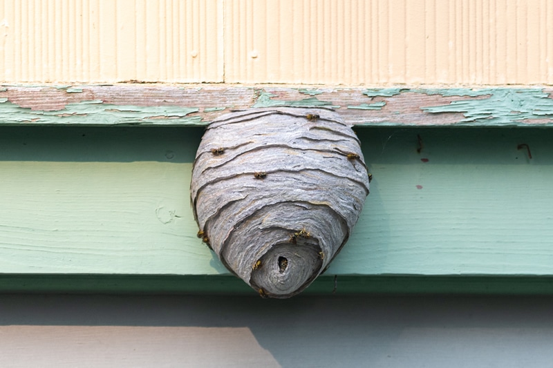 Wasp Nest NIX Pest Solutions Traverse City