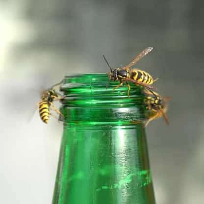 Wasp on soda bottle NIX Pest Control Traverse City Michigan