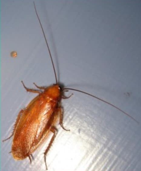 Wood Cockroach Northern Michigan