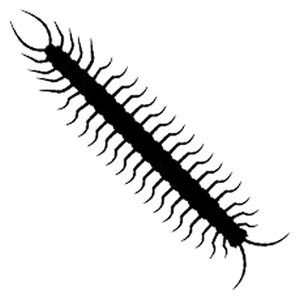 Centipede and Millipede Pest Control Specialist Traverse City