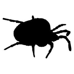 Clover Mite Pest Control Traverse City Michigan